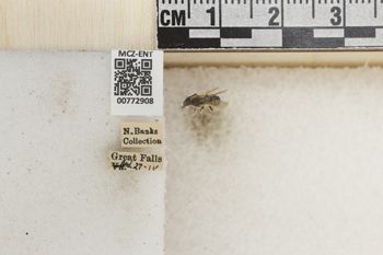 Media type: image;   Entomology 772908 Aspect: Labels